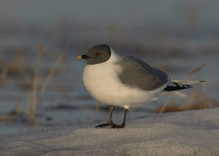 Sabine's Gull (Xema sabini), Alaska, USA