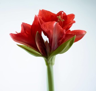 Amaryllis blossoms (Hippeastrum striatum)
