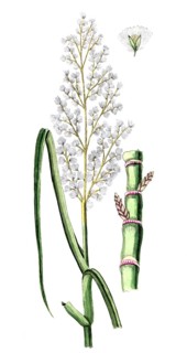 Saccharum officinarum, sugar cane, digital reproduction of a historical original, between 1790 and