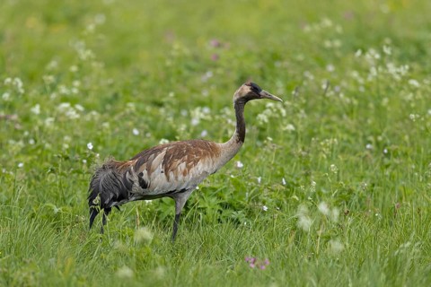 Common Crane (Grus grus) colored with bog clay, Innlandet, Norway