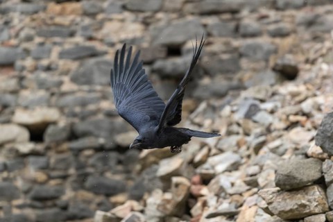 One common raven (Corvus corax), flying between the walls of a ruin of an ancient castle during