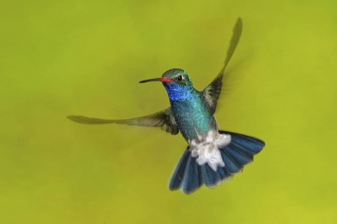 Broad-billed Hummingbird (Cynanthus latirostris), Arizona, USA