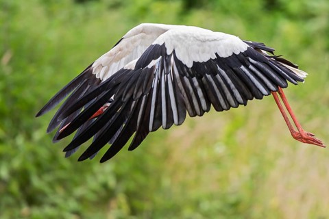 White stork (Ciconia ciconia), close-up, adult bird flying out of a meadow with open wings in