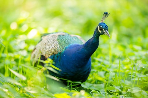 Indian peafowl (Pavo cristatus) on a meadow, Hesse, Germany