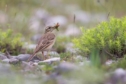 Tawny Pipit (Anthus campestris) carrying insect prey to feed young, Grobnik, Croatia