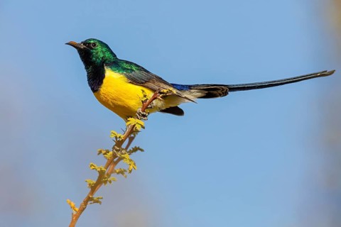 Nile Valley Sunbird, Anthodiaeta metallica, Anthreptes metallicus, (Hedydipna metallica), male in