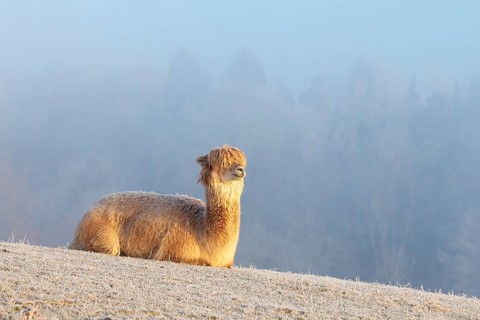 Alpaca (Vicugna pacos), white animal, adult animal, female animal, resting, frost-covered meadow,