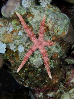 Spiny starfish (Fromia nodosa)