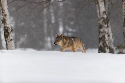 One male eurasian gray wolf (Canis lupus lupus) walking thru deep snow during snow fall. A forest