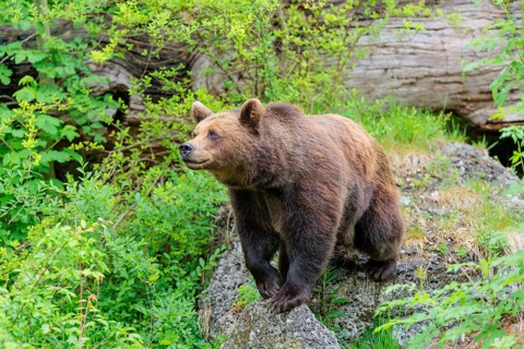 A female brown bear (Ursus arctos arctos) stands on a rock in dense vegetation in hilly terrain.