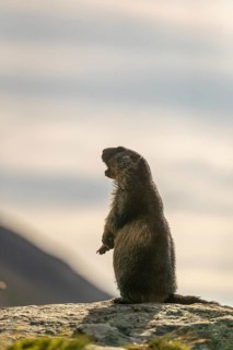 One adult Alpine Marmot, Marmota marmota, standing erected on a rock. Backlit scene with a bright