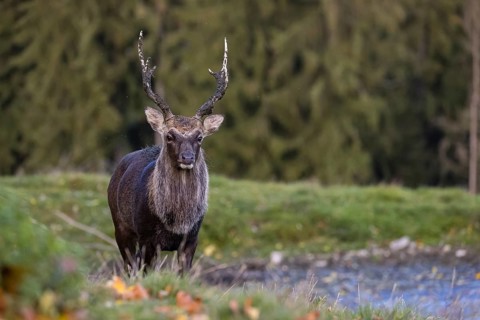 A Japanese sika deer (Cervus nippon nippon) stag runs across a meadow with a small pond. In the
