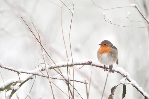 European Robin (Erithacus rubecula), North Rhine-Westphalia, Germany