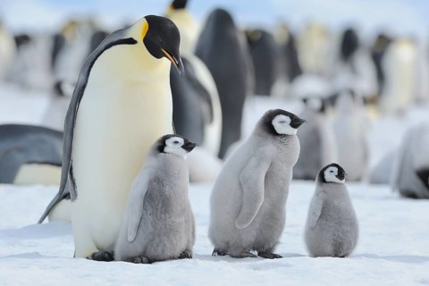Emperor penguins, Aptenodytes forsteri, Penguin Colony with Adults and Chicks, Snow Hill Island,
