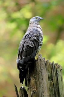 Honey buzzard (Pernis apivorus), adult, perch, vigilant, in summer, Šumava, Czech Republic