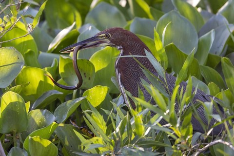 Marbled heron (Tigrisoma lineatum), with eel, Pantanal, Brazil