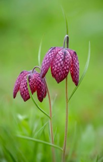 Fritillaria meleagris, lapwing egg, liliaceae, lily family, chess flower, checkerboard flower,