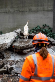 Rescue dog training, the sniffer dogs practise searching for trapped people in the rubble of