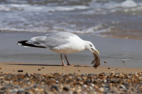 Herring gull (Larus argentatus) adult seagull bird feeding on a dogfish shark fish on a beach in