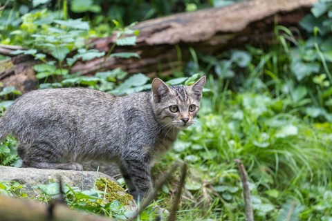 One young european wildcat, Felis silvestris silvestris, standing behind a log in green vegetation
