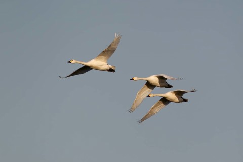 Bewick's swan (Cygnus columbianus) three adult birds flying, England, United Kingdom