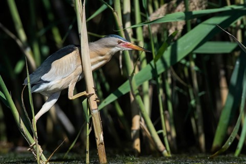 Little Bittern (Ixobrychus minutus) foraging, Bulgaria