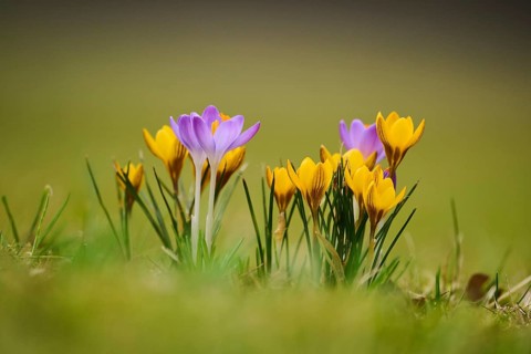 Spring Crocus or Giant Crocus (Crocus cultivars) flowering colourful in spring on a meadow,
