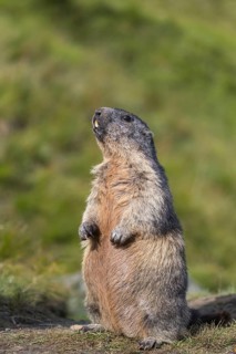 One adult Alpine Marmot, Marmota marmota, standing erected in early morning light. Green grass in