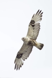 Rough-legged Buzzard (Buteo lagopus) flying, Alaska, USA