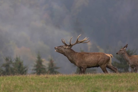 Red Deer buck standing on a meadow in autumn. Fog and trees in the background. Rutting season,