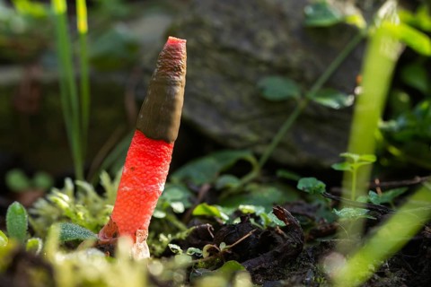 Dog rod, Mutinus elegans, beautiful dog rod, beautiful rod mushroom, elegant dog rod, noble rod
