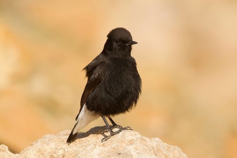 Black Wheatear (Oenanthe leucura) male, Morocco