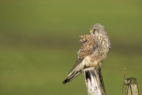 Torenvalk; Common Kestrel; Falco tinnunculus;