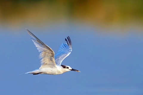 Sandwich tern, flight photo, lateral, (Sterna sandvicensis), subfamily of terns, Wadi Darbat,
