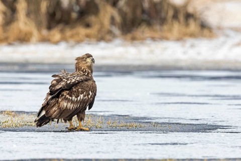 White-tailed Eagle (Haliaeetus albicilla) on ice, Poland