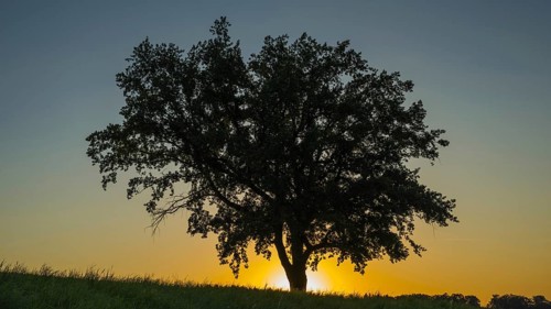 Old English oak (Quercus robur), Swabian Alb, Baden-Württemberg, Germany