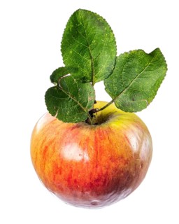 Apple, Fruit, Cut-out, Vechta, Lower Saxony, Germany