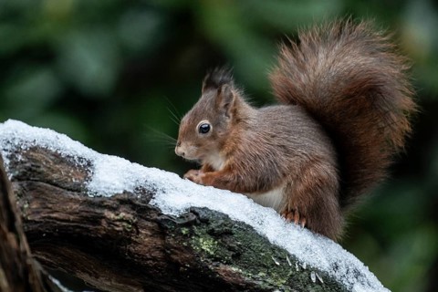 Squirrel (Sciurus vulgaris), Emsland, Lower Saxony, Germany