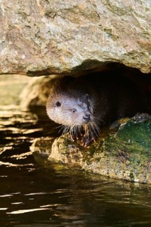 Eurasian otter (Lutra lutra) on the shore of a little lake in the bavarian forest, Bavaria, Germany