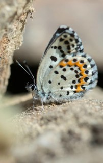 Chequered blue, moth blue, Scolitantides Orion, butterfly, high size, portrait format, insects,