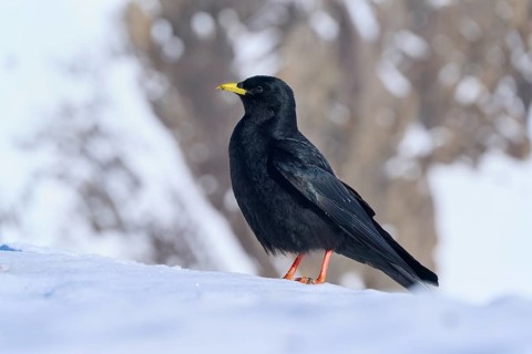 Alpine chough (Pyrrhocorax graculus), a black bird with a yellow beak against a snow-covered