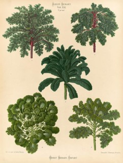 Vegetable, Borecoles or kale, after Ernst Samuel Benary (10 November 1819, 19 February 1893),