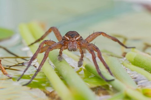 Fen raft spider (Dolomedes plantarius) adult arachnid on vegetation on the water surface of a pond