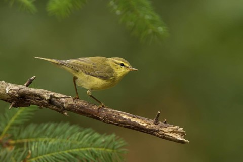 Willow Warbler (Phylloscopus trochilus), Utrecht, Netherlands