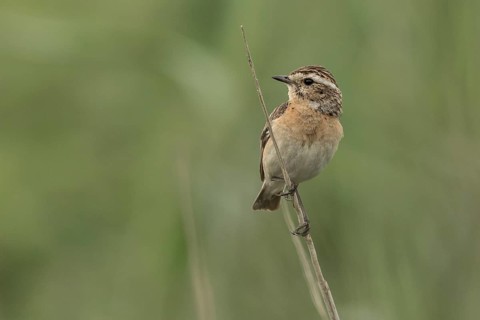 Whinchat (Saxicola rubetra) female perched on a stalk, Mecklenburg-Western Pomerania, Germany