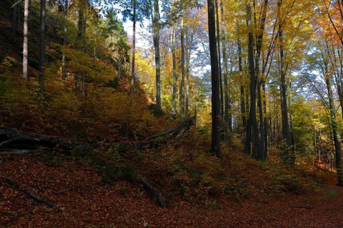 Autumn forest in Saxon Switzerland, Saxon Switzerland, Elbe Sandstone Mountains, Saxony, Germany