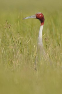 Sarus Crane (Antigone antigone), Keoladeo National Park, India