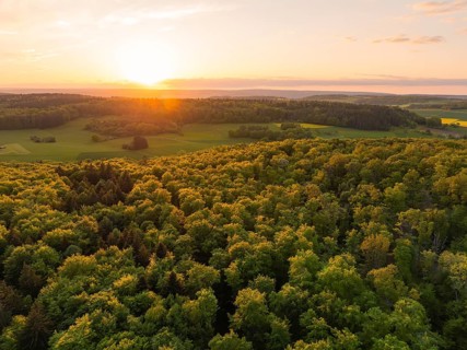 A wide view over a forest at sunset, letting the light gently shine over the trees, forest pasture