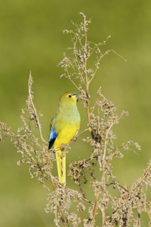 Blue-winged Parrot (Neophema chrysostoma) male, Victoria, Australia