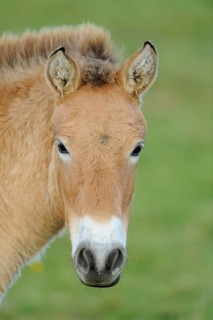Frontal view of a horse's face with an attentive gaze, Przewalski's horse (Equus ferus